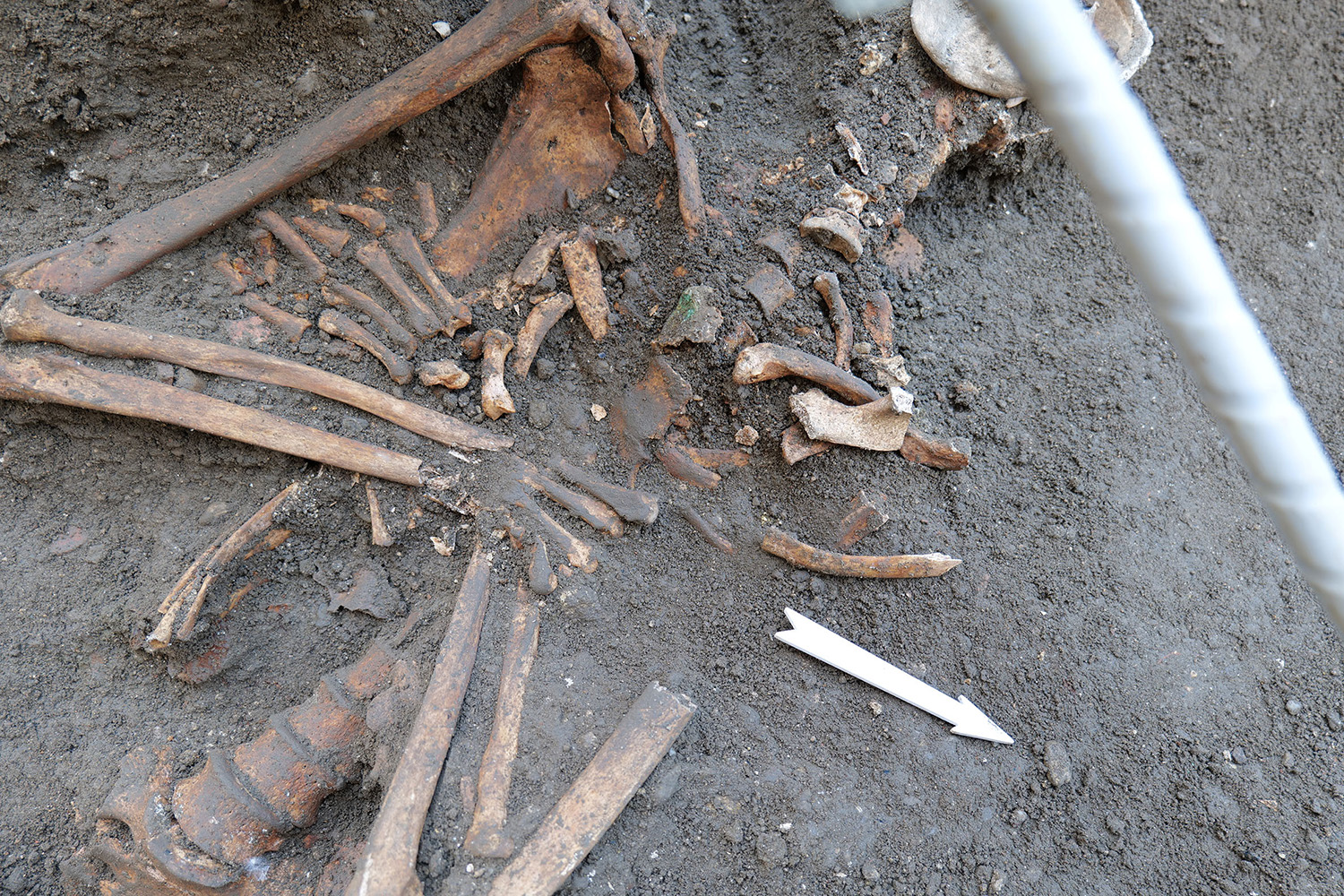 Während einer Ausgrabung fotografierte Knochen eines Skeletts, teilweise noch nicht ganz freigelegt sondern in der Erde