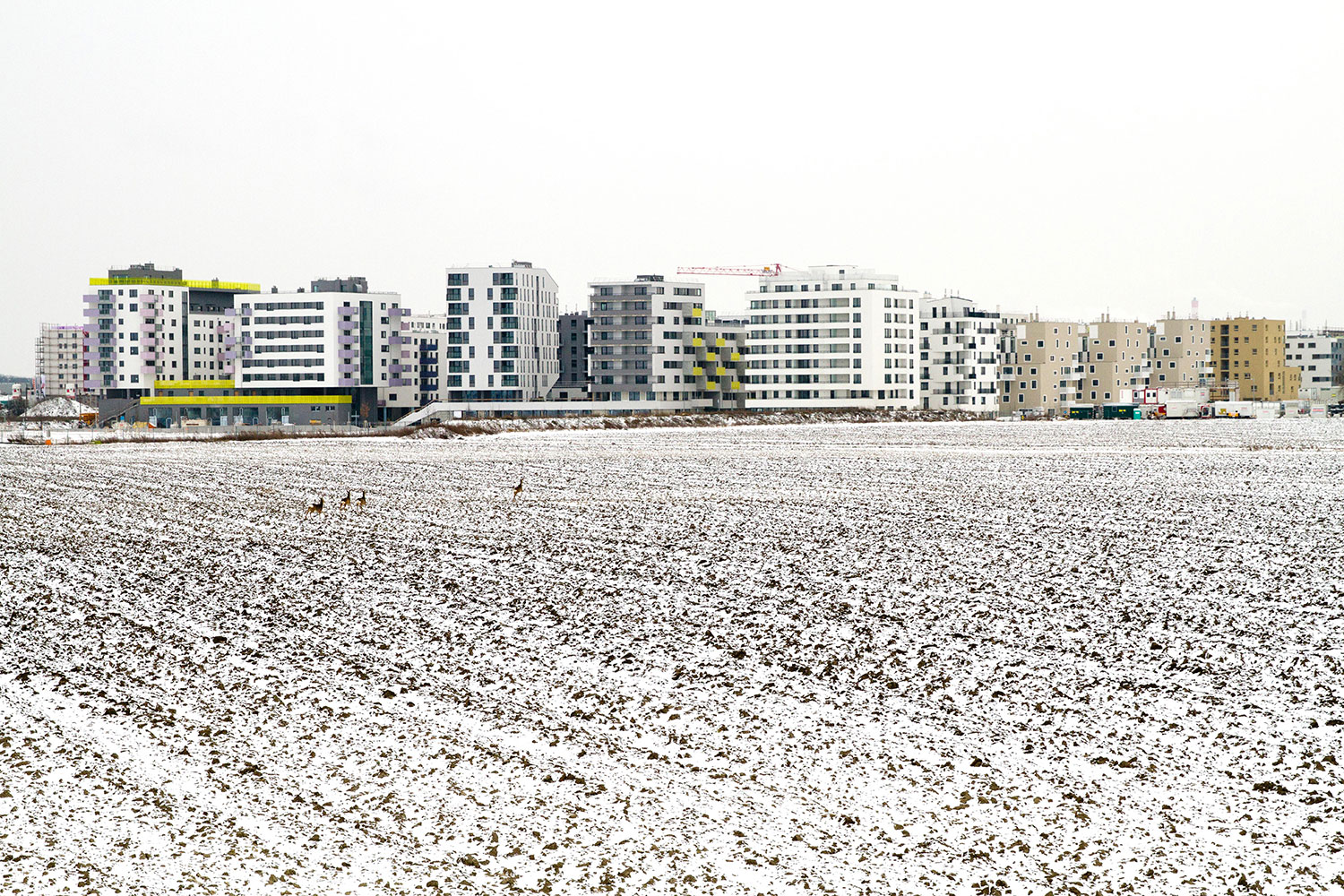 Schnee bedecktes Gras vor einer reihe von Hochhäusern
