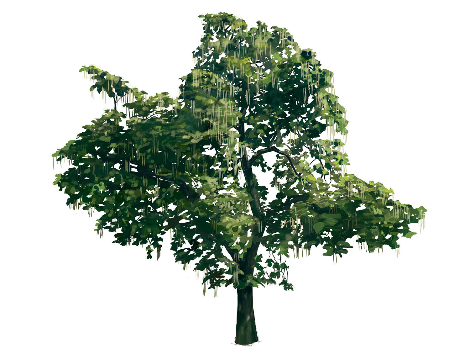 Grüner Baum mit herabhängenden Ranken