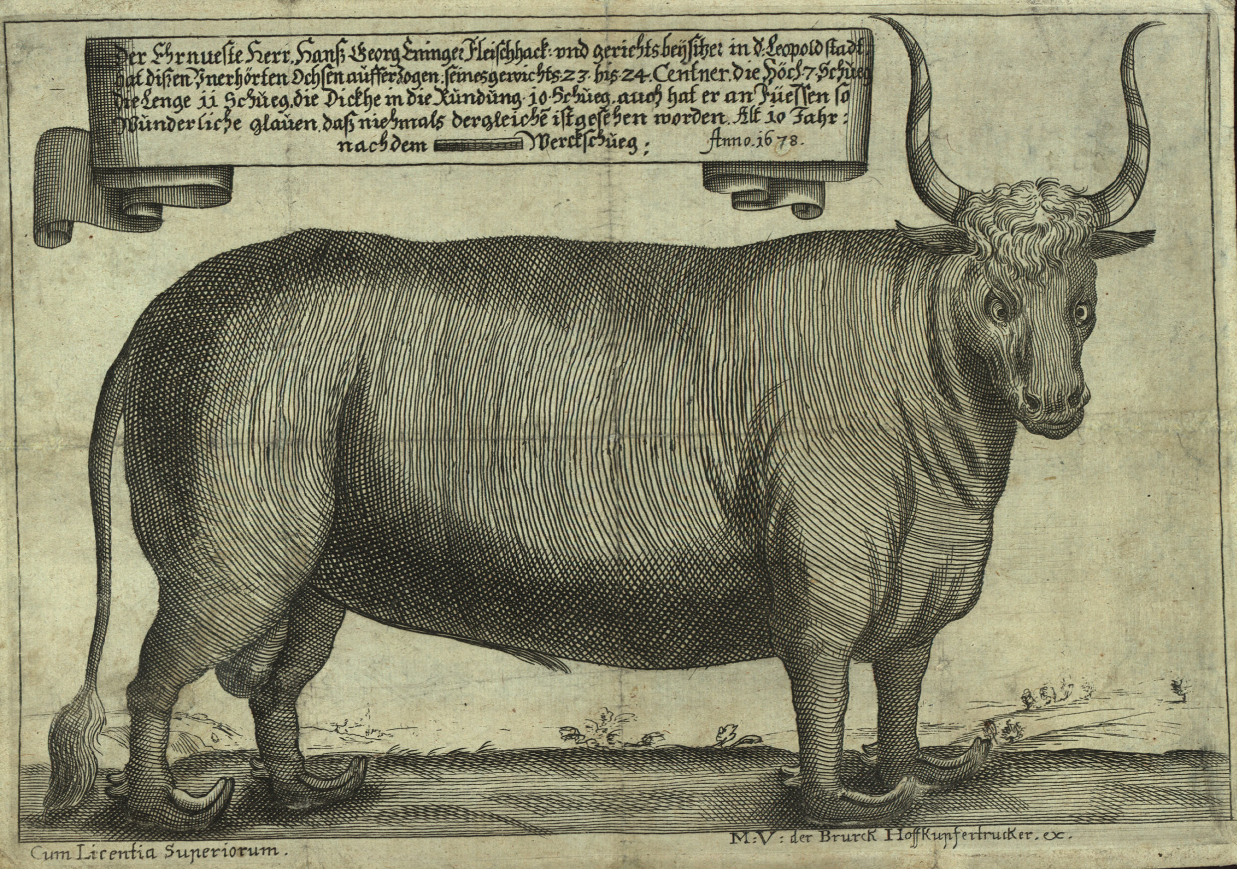 Kupferstich mit Stier in Seitenansicht und Text