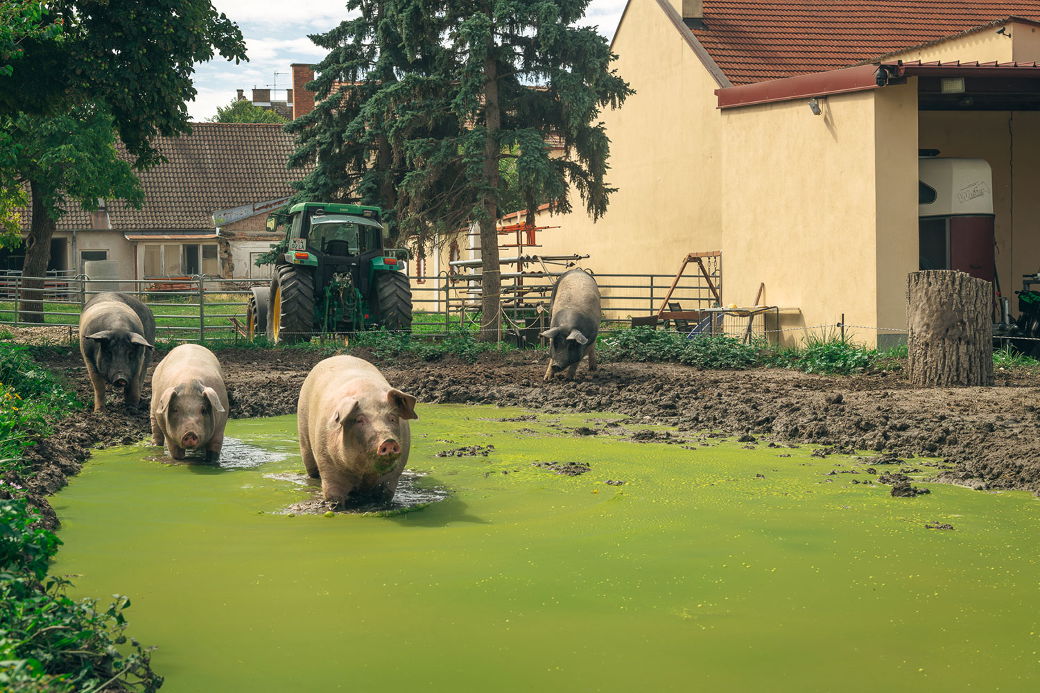 Zwei Schweine stehen um einen Tümpel während zwei schon drinnen stehen. Dahinter ein Traktor und Mauern der Ställe