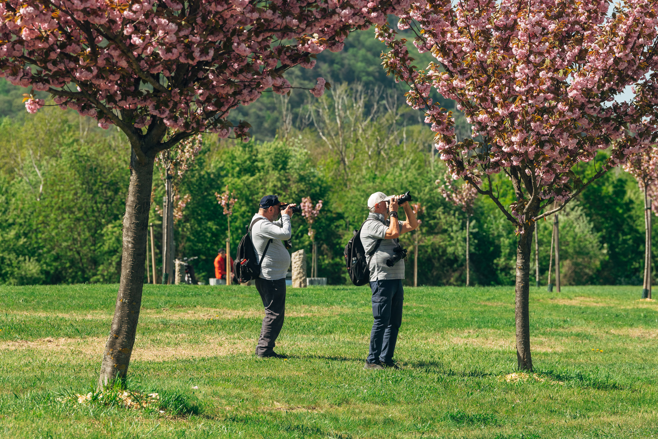 Zwei Personen fotografieren blühende Kirschbäume auf der Donauinsel.