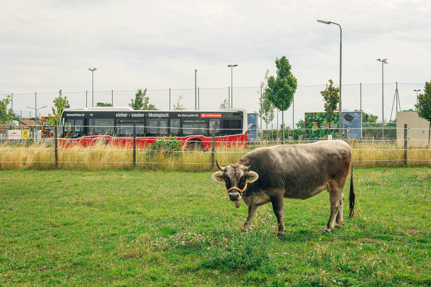 Rind steht in einer Wiese und blickt in die Kamera, dahinter fährt ein Bus vorbei.