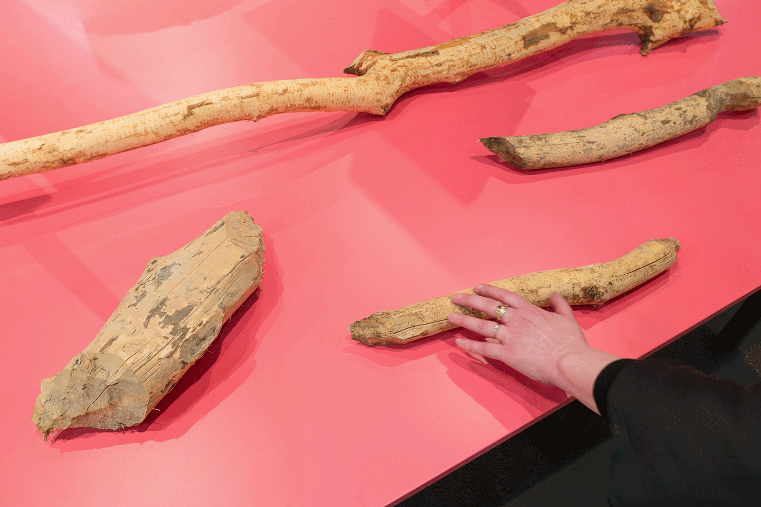 Hand greift einen von Biber bearbeiteten Ast an 