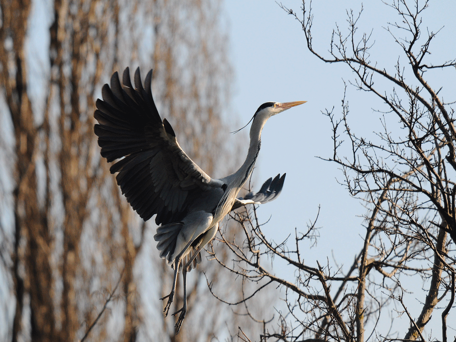 Vogel zwischen Ästen mit ausgebreiteten Flügel 